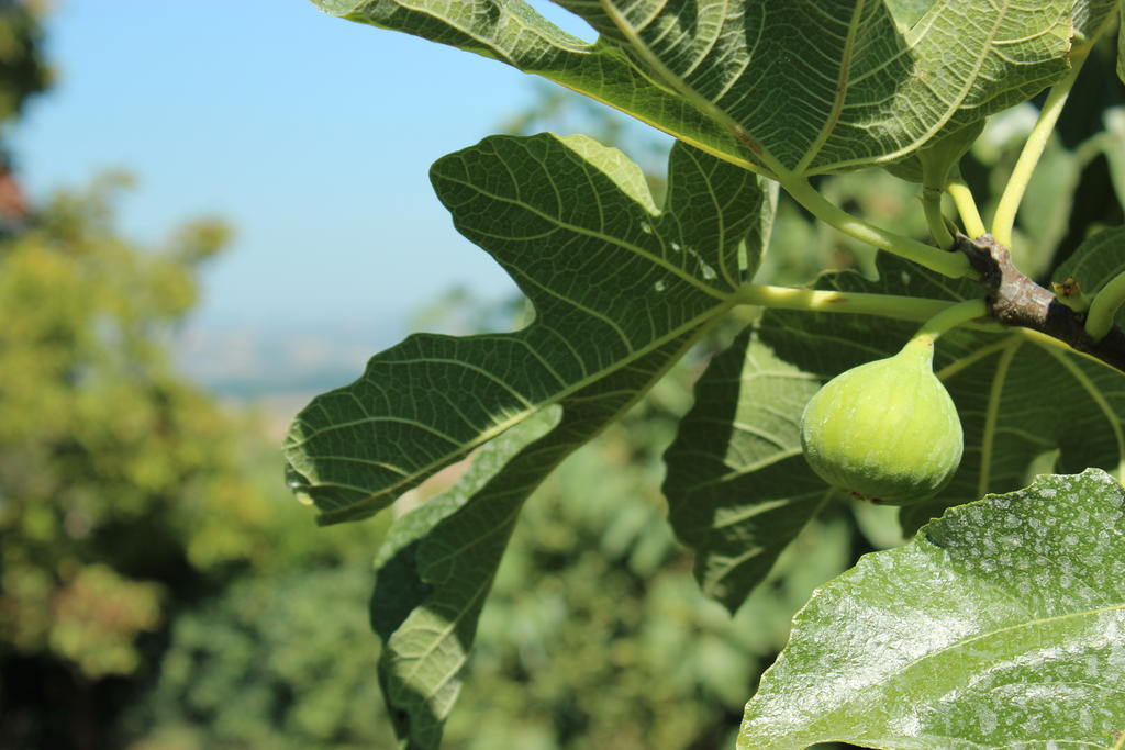 Agriturismo Regno Verde Narni Eksteriør bilde
