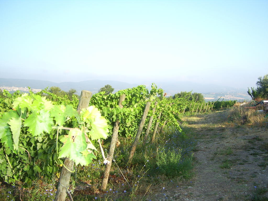Agriturismo Regno Verde Narni Eksteriør bilde